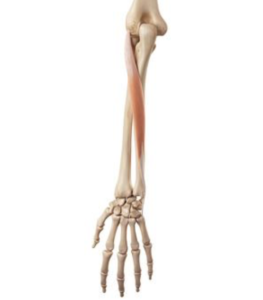 Extensor carpi ulnaris tendinopathie l Oorzaak en fysiotherapie | Fysio Jansen Extensor carpi ulnaris tendinopathie l Oorzaak en fysiotherapie