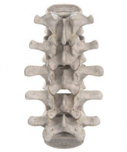 Lumbaal facetprobleem:syndroom Fysio Jansen deurne Lumbaal facetprobleem:syndroom Fysio Jansen deurne