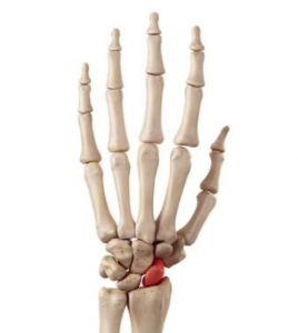 Scaphoid fractuur | Oorzaak en behandeling | Fysio Jansen